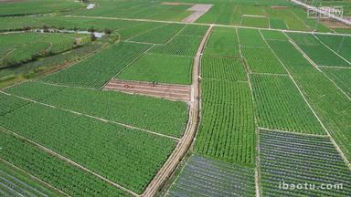 航拍农产品种植基地实拍4k